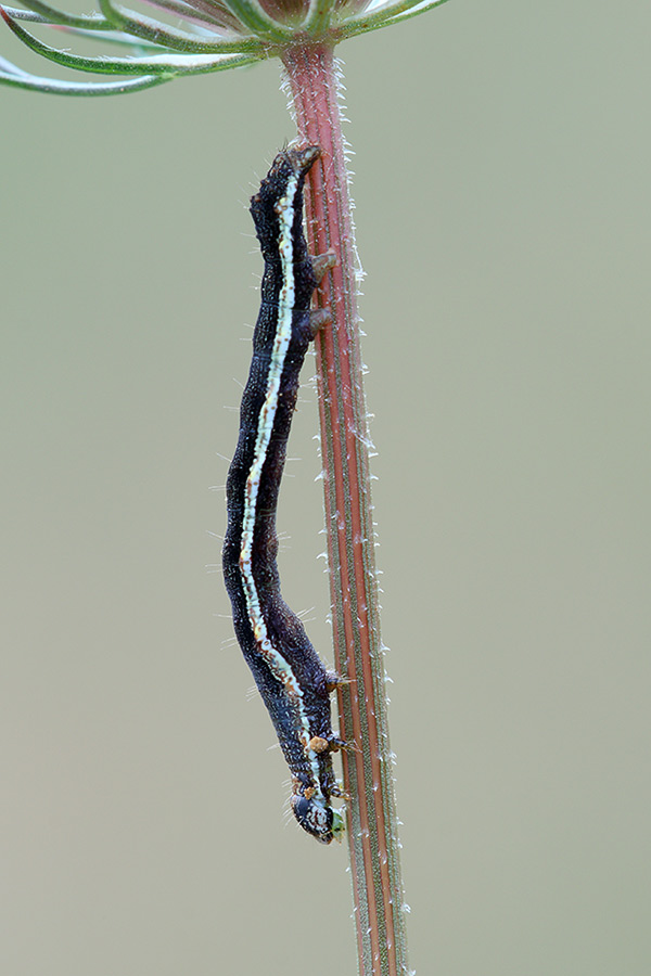 Identificazione bruco -  Acontia (Emmelia) trabealis